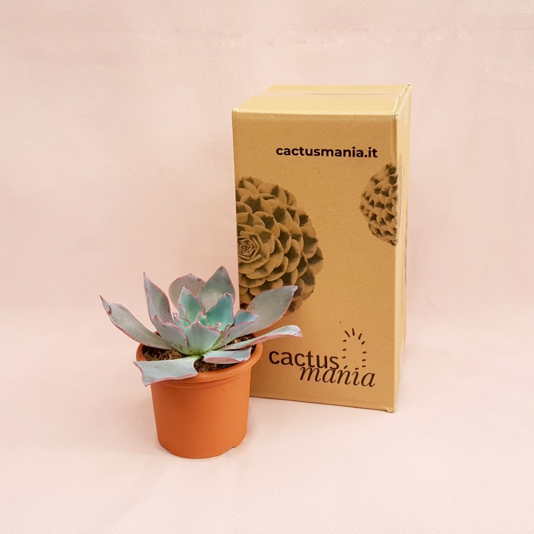 Echeveria afterglow vaso Ø 13