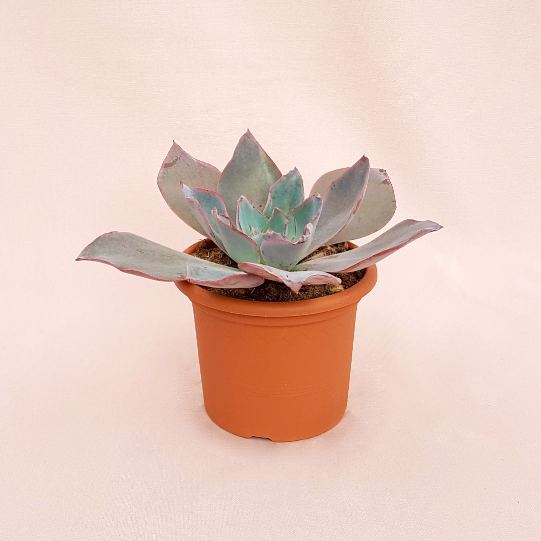 Echeveria afterglow vaso Ø 13