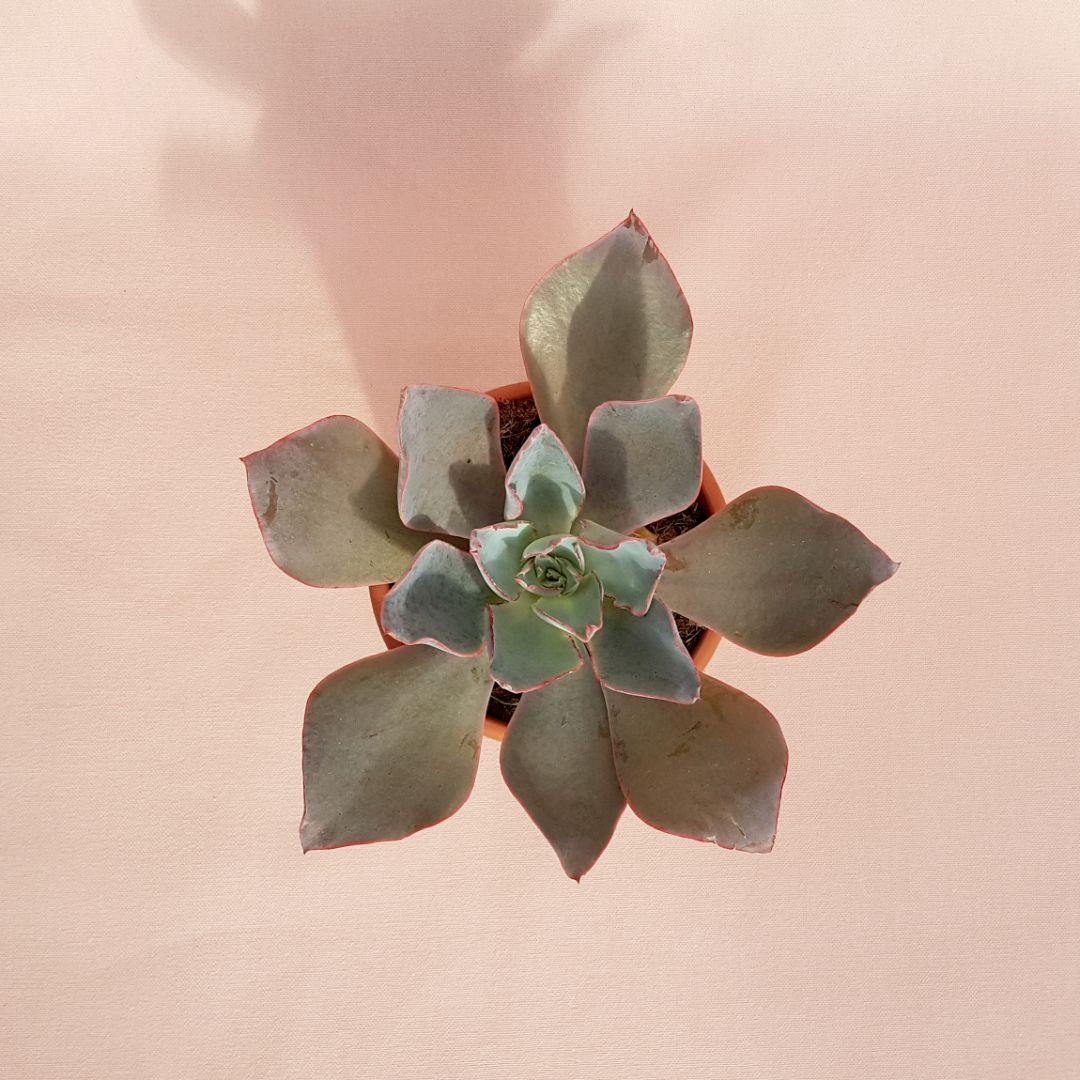 Echeveria afterglow vaso Ø 13