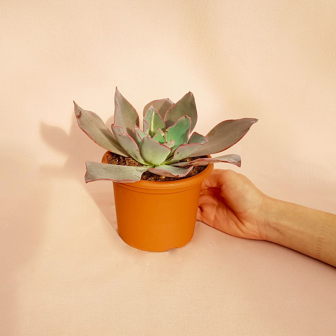 Echeveria afterglow vaso Ø 13