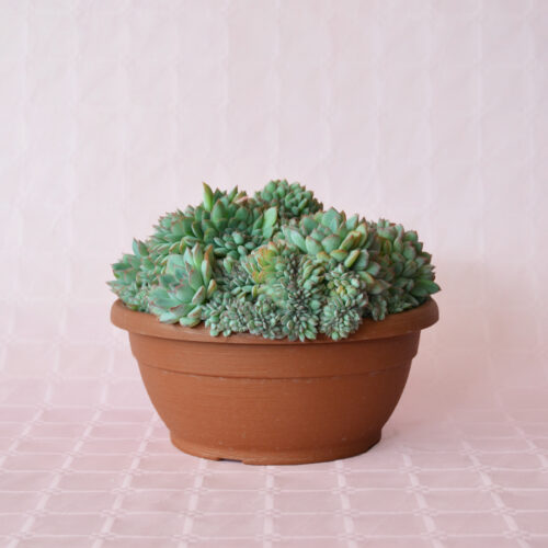 Echeveria apus crestata vaso Ø 25