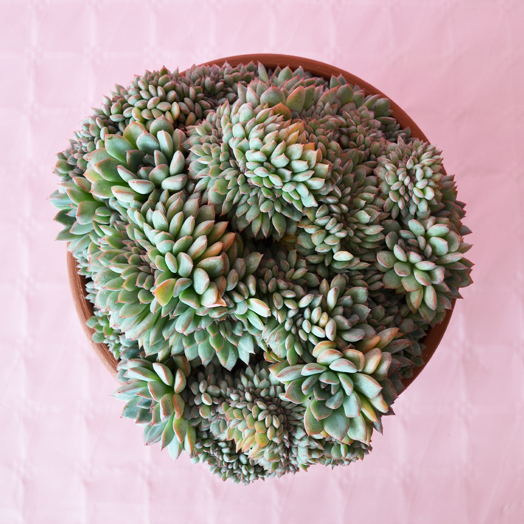 Echeveria apus crestata vaso Ø 25