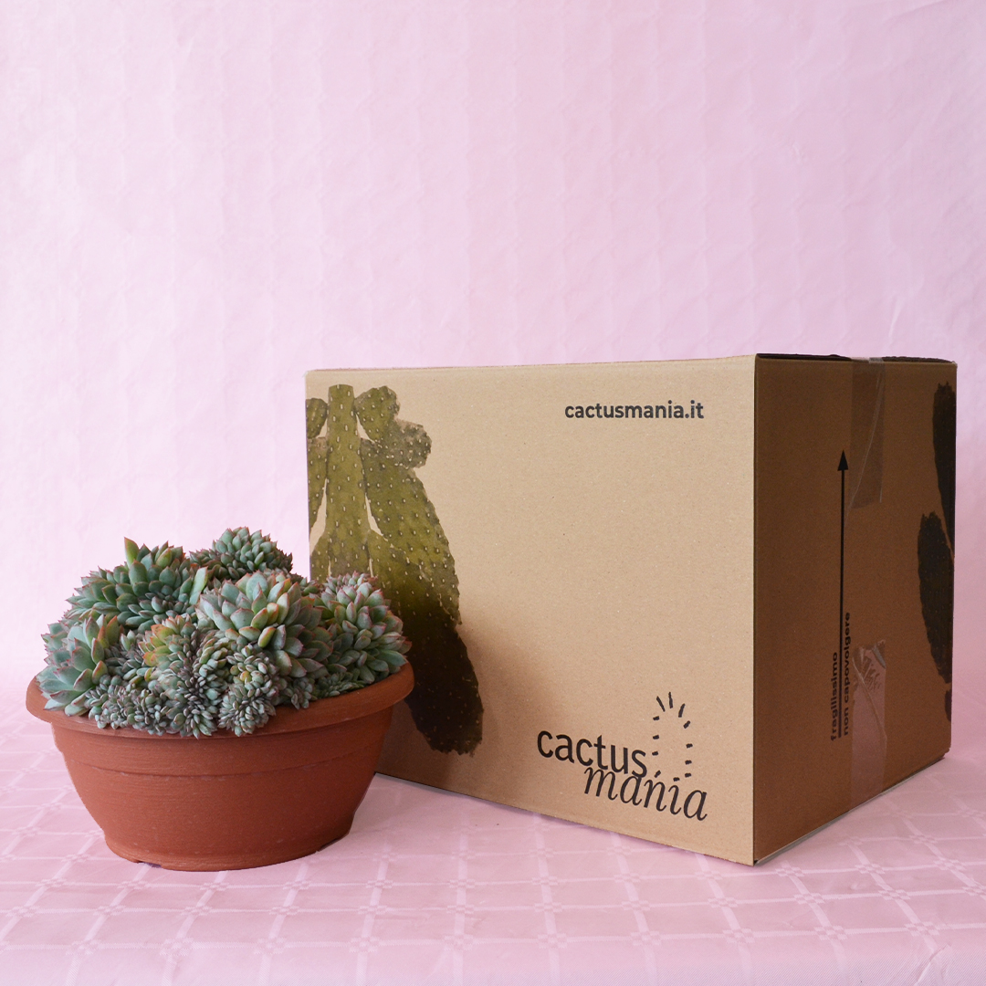 Echeveria apus crestata vaso Ø 25