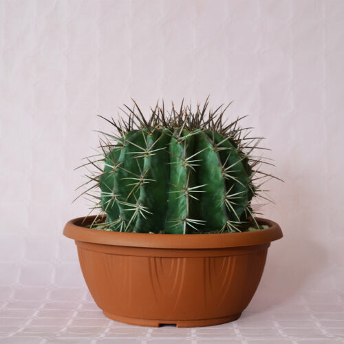 Echinocactus ingens vaso 25