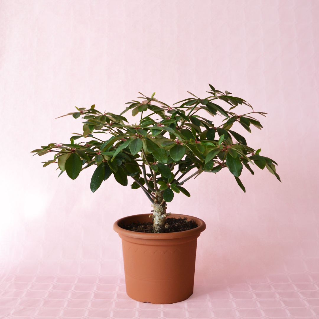 Euphorbia bongolavensis vaso 20