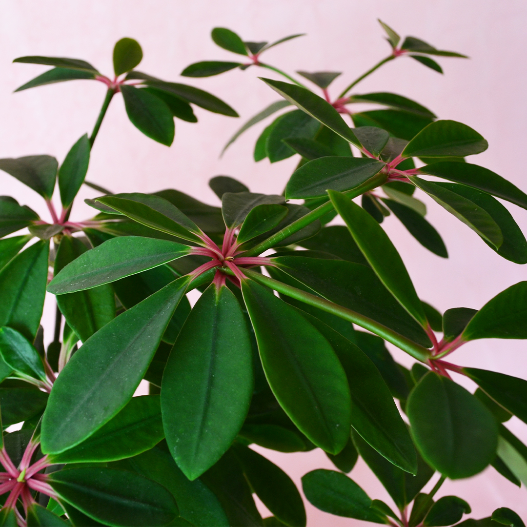 Euphorbia bongolavensis vaso 20