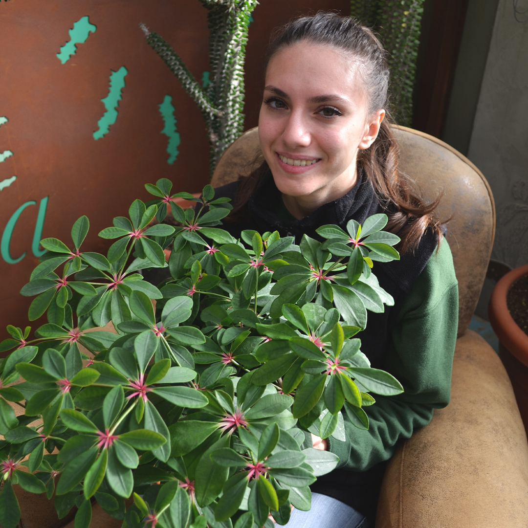 Euphorbia bongolavensis vaso 20