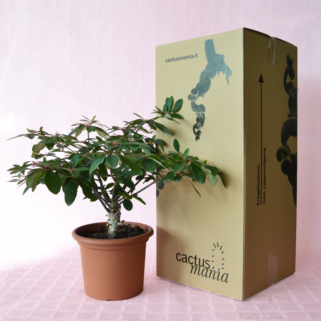 Euphorbia bongolavensis vaso 20
