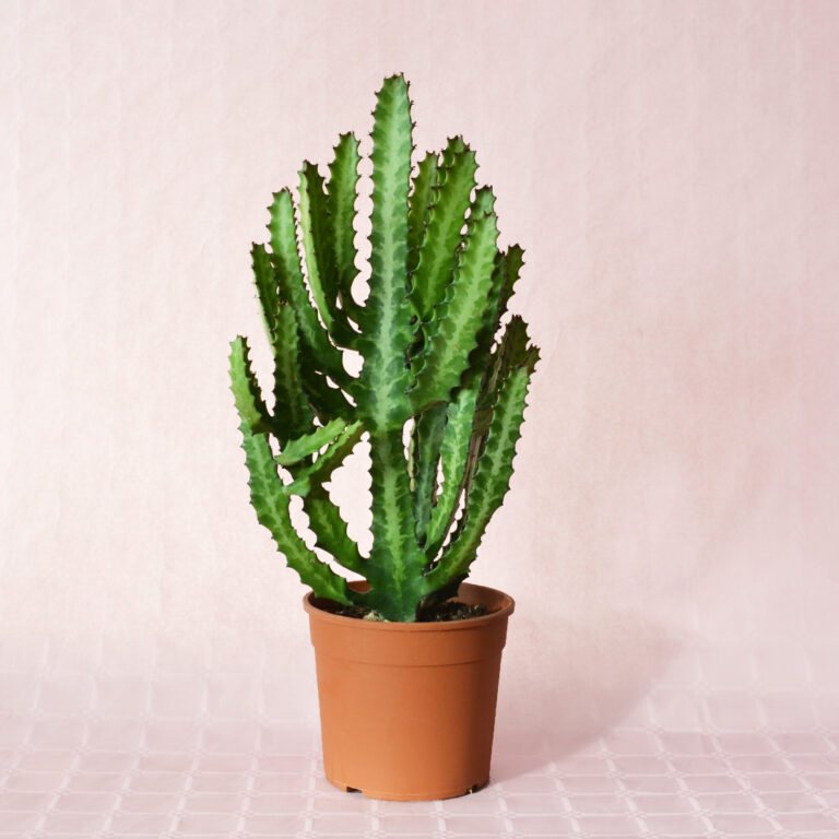 Euphorbia lactea vaso 17