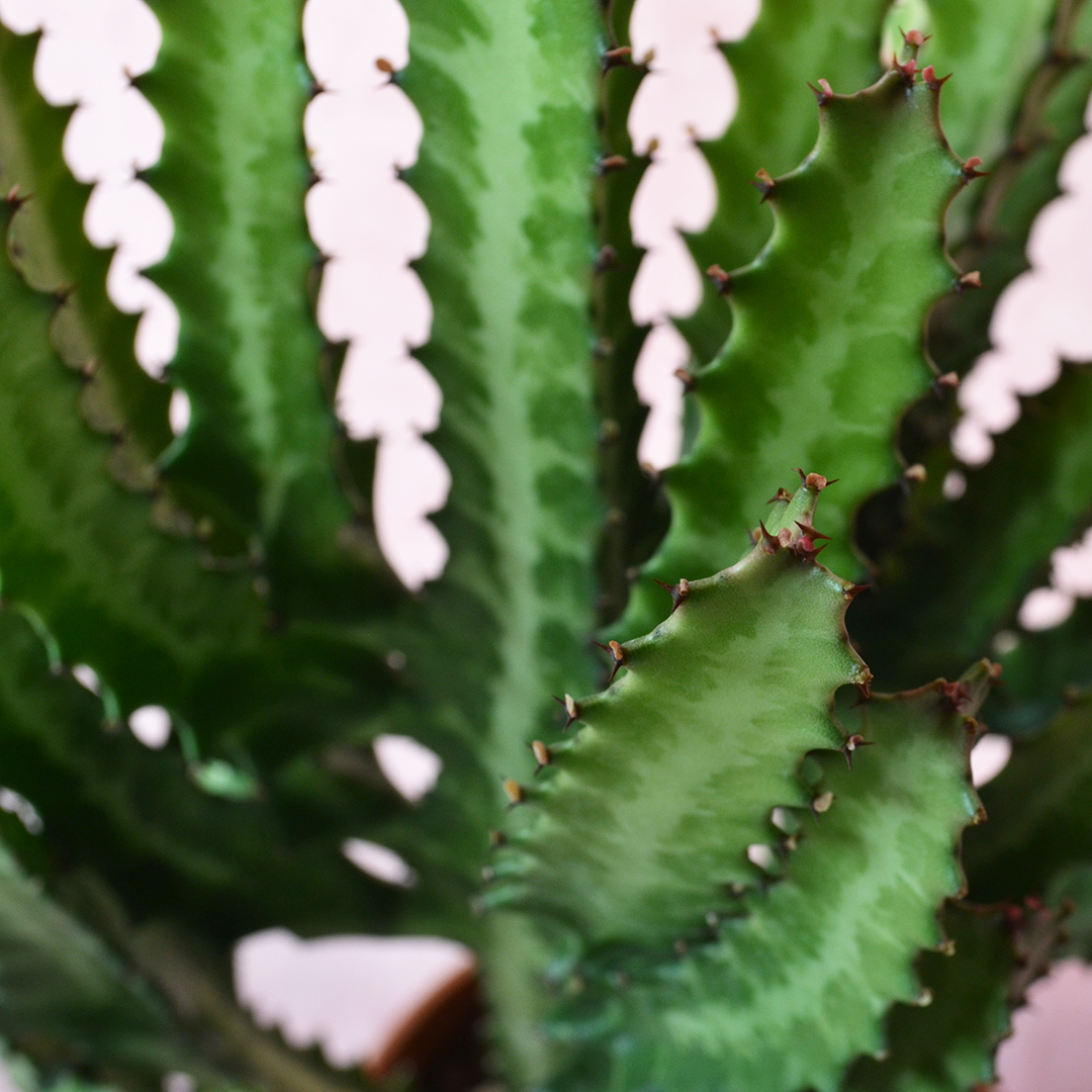 Euphorbia lactea vaso 17