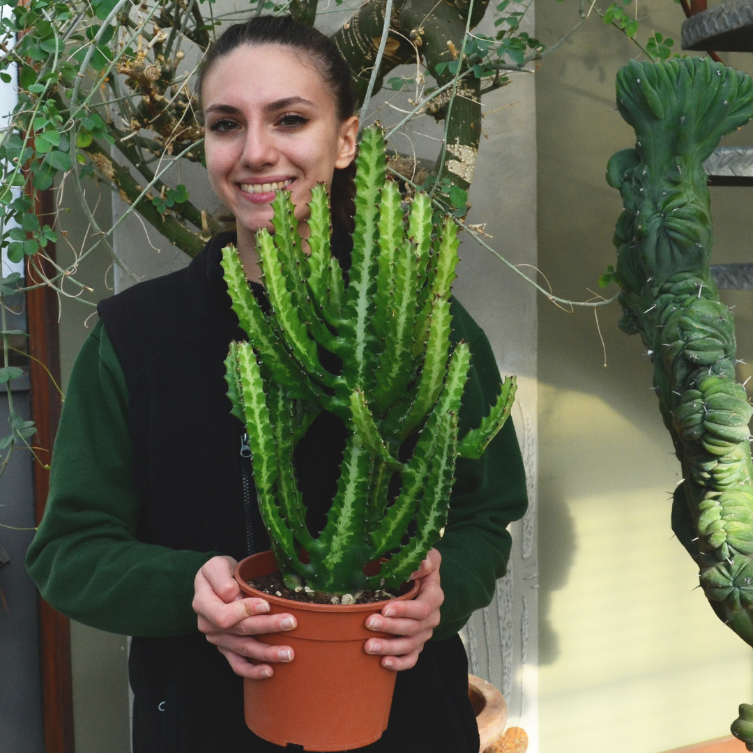 Euphorbia lactea vaso 17