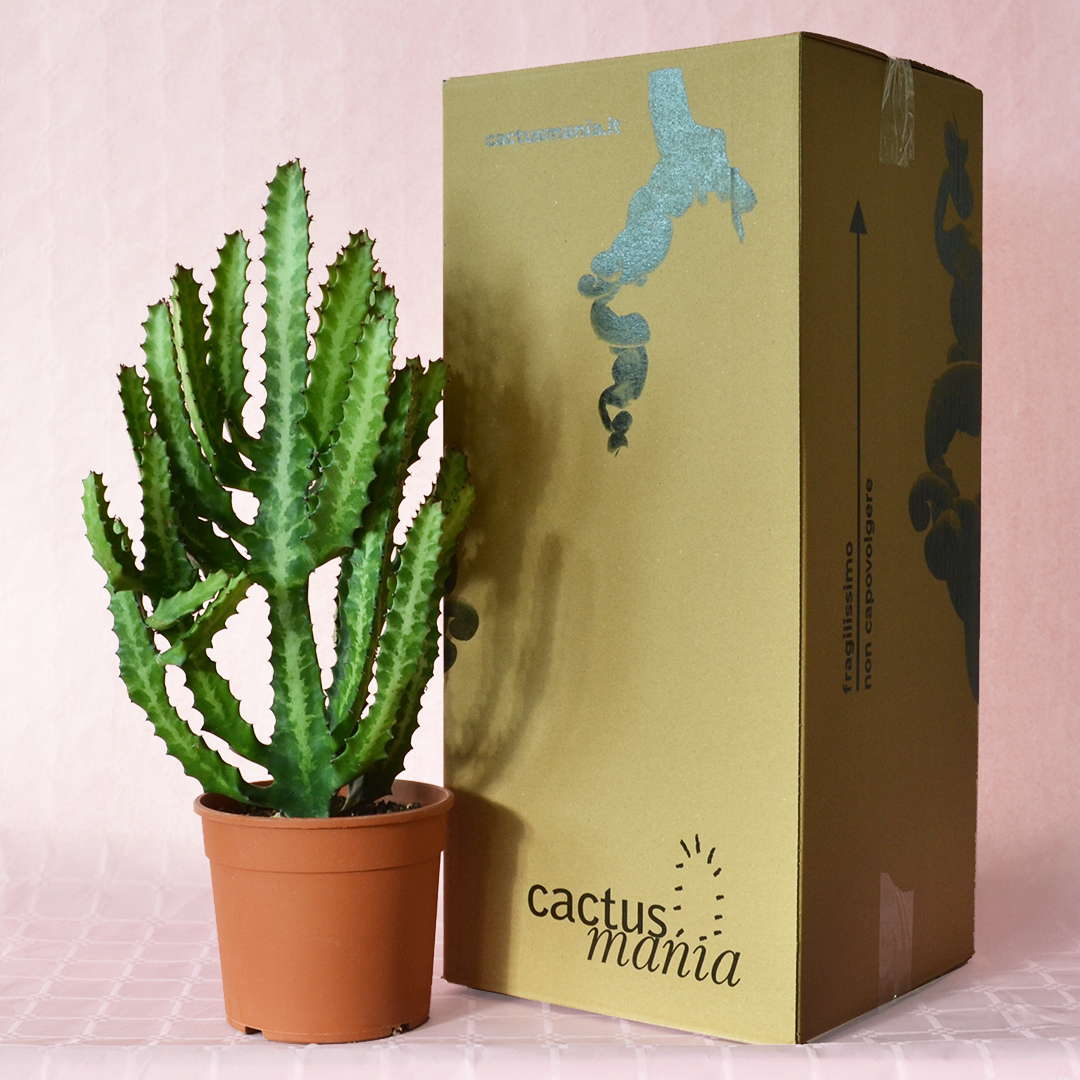 Euphorbia lactea vaso 17