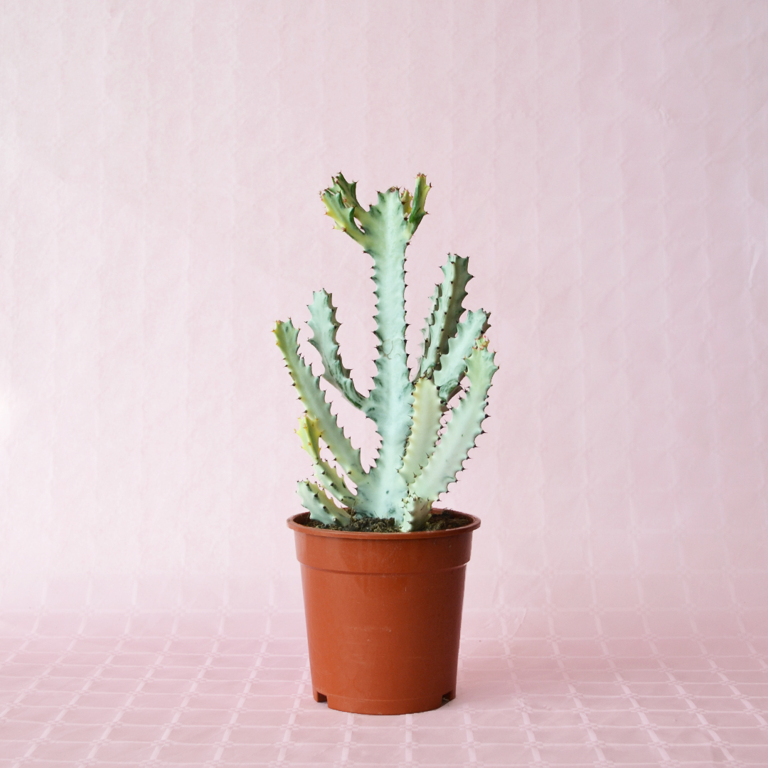 Euphorbia lactea ”white ghost” vaso Ø 17
