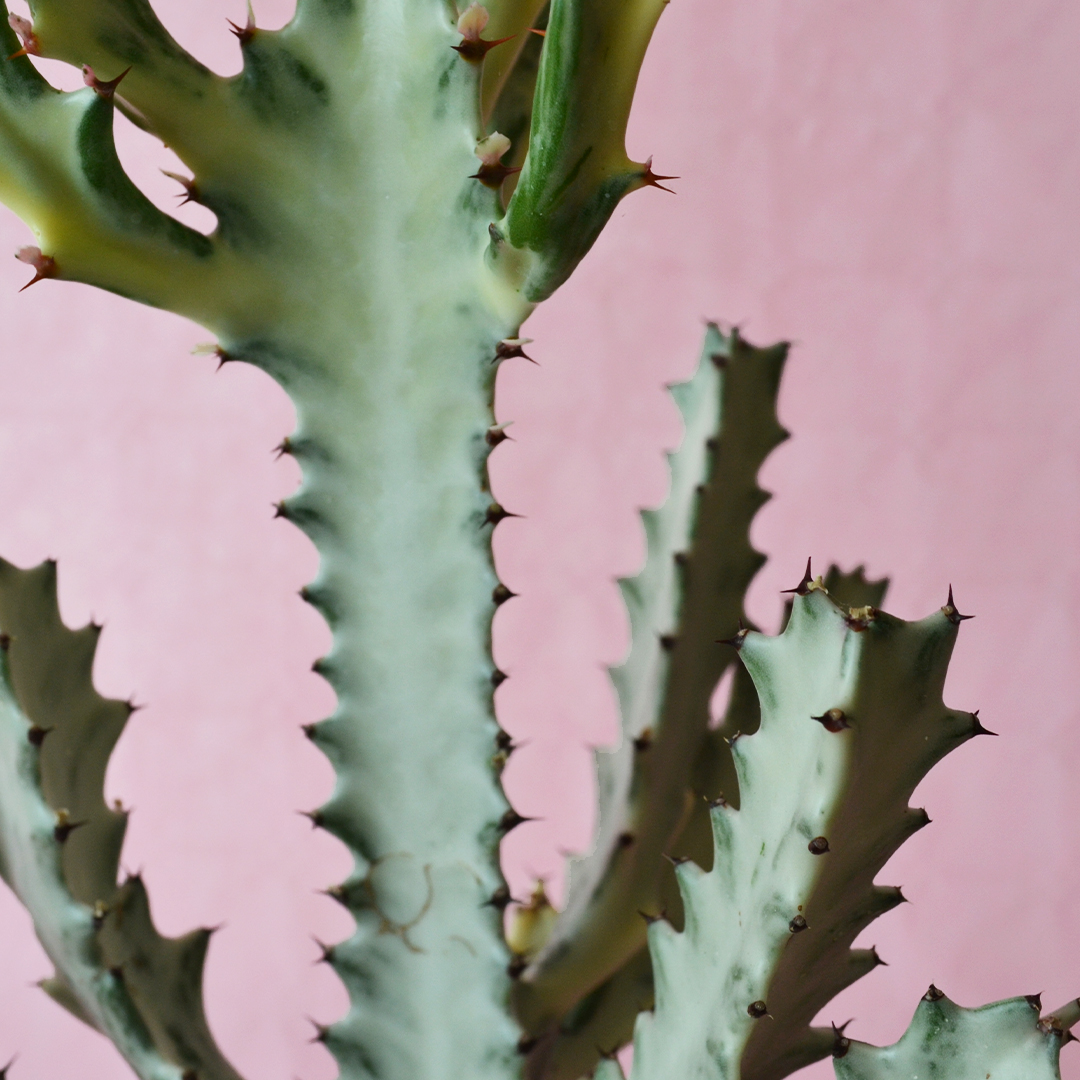 Euphorbia lactea ”white ghost” vaso Ø 17