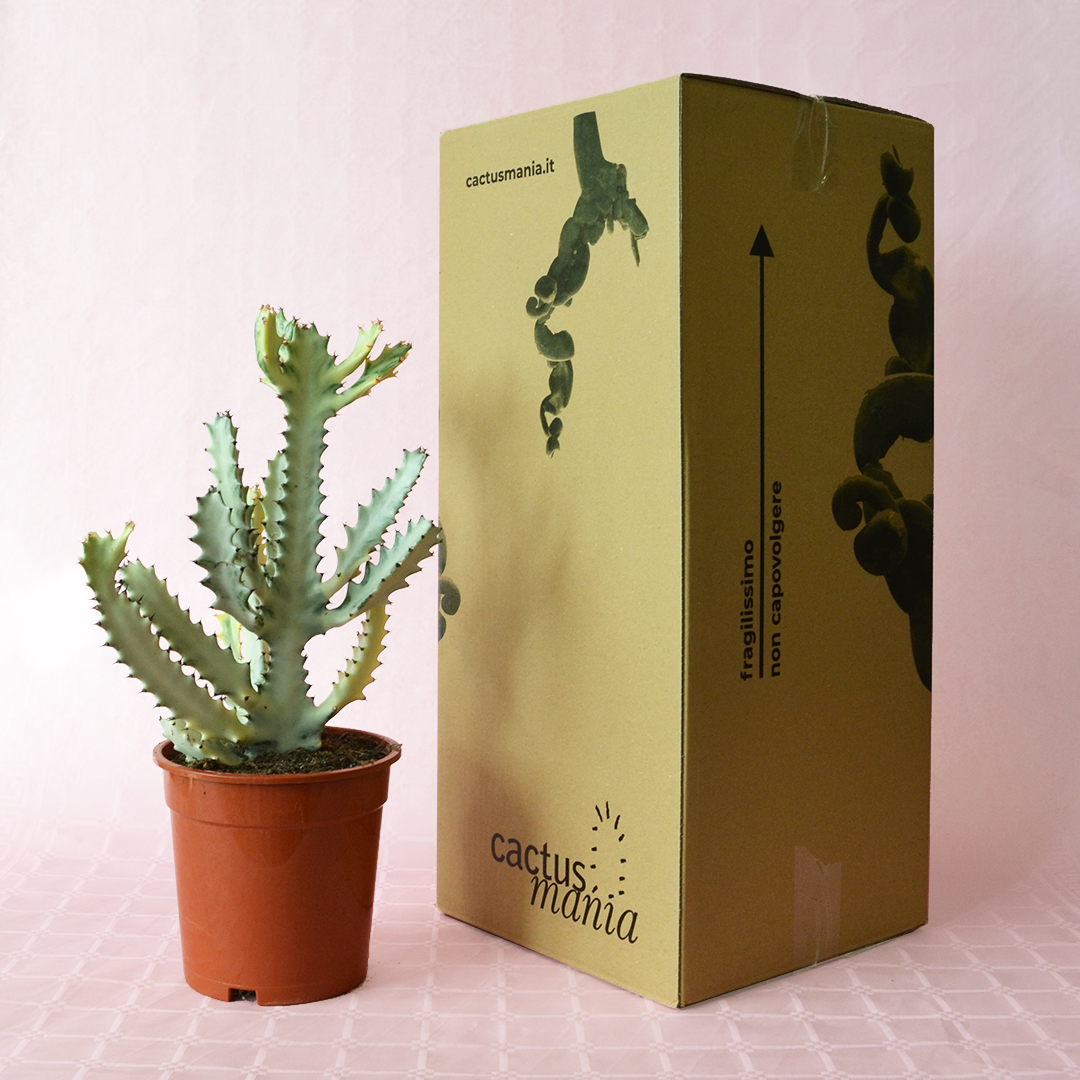 Euphorbia lactea ”white ghost” vaso Ø 17