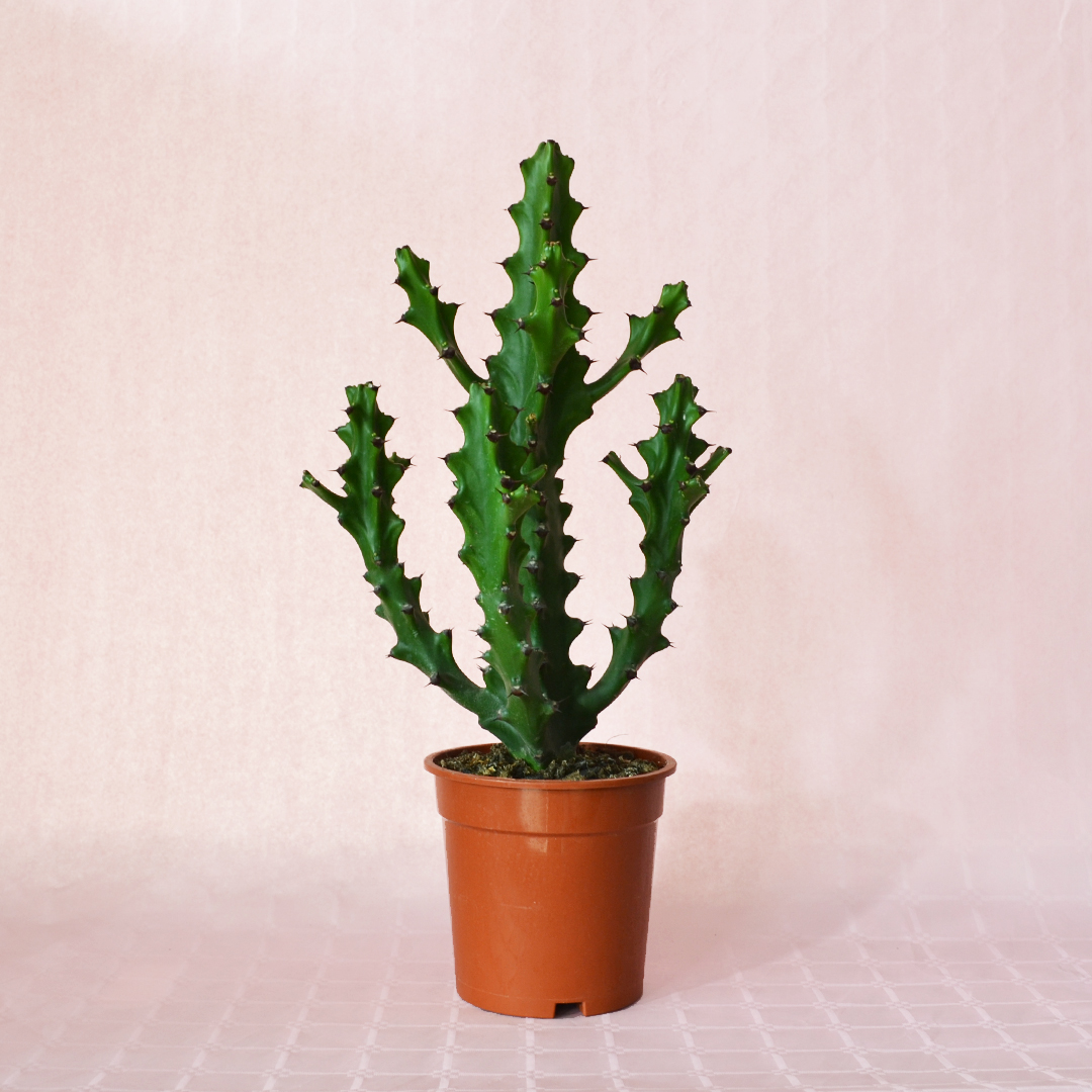 Euphorbia mayurnathanii vaso 17