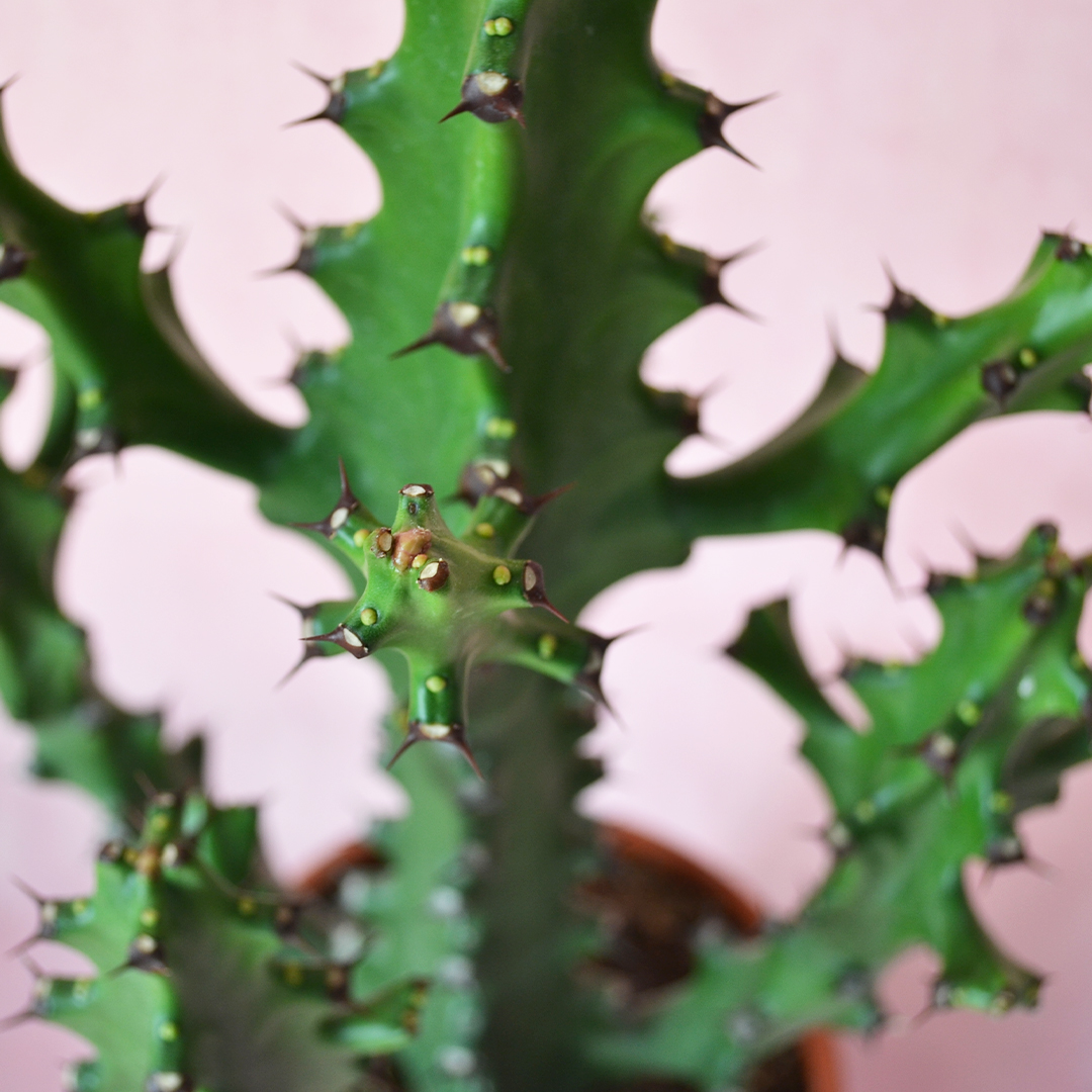 Euphorbia mayurnathanii vaso 17