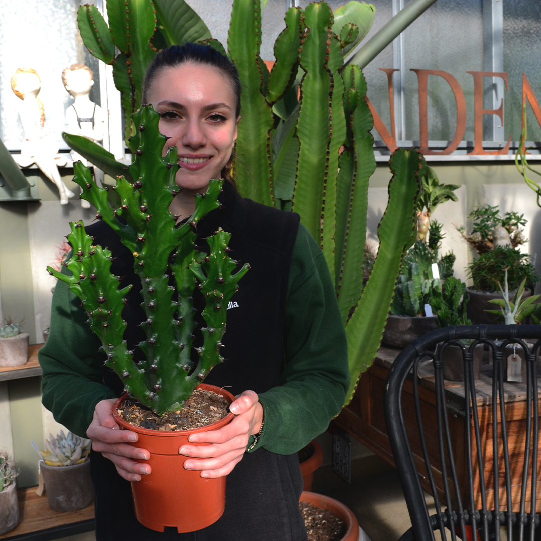 Euphorbia mayurnathanii vaso 17