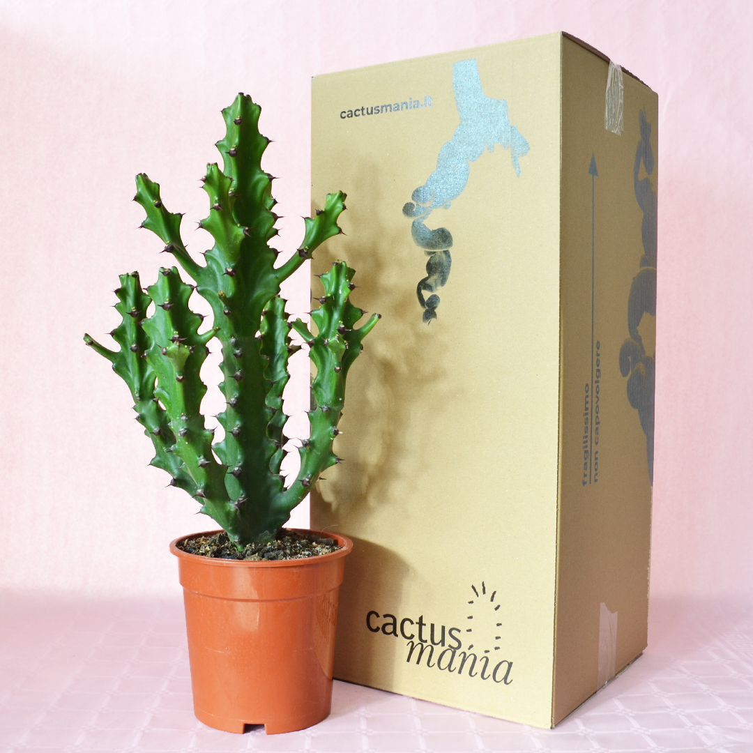 Euphorbia mayurnathanii vaso 17