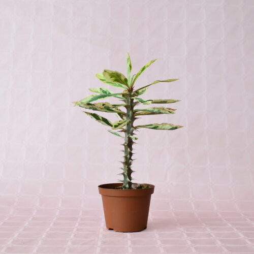 Euphorbia milii variegata vaso 10,5