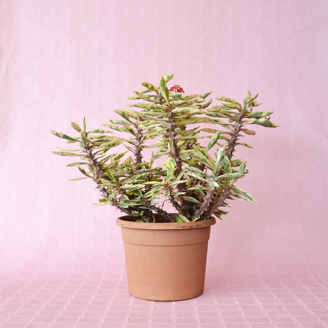 Euphorbia milii variegata vaso 25