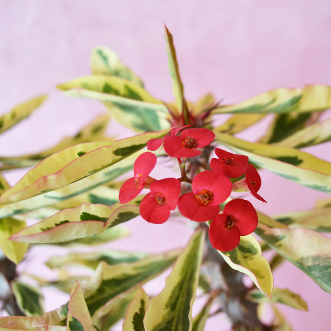 Euphorbia milii variegata vaso 25
