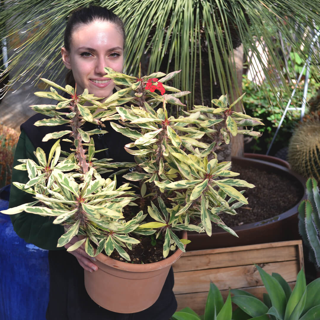 Euphorbia milii variegata vaso 25