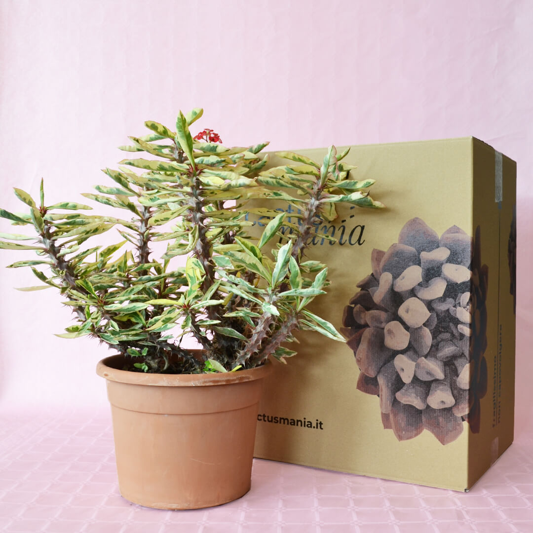 Euphorbia milii variegata vaso 25