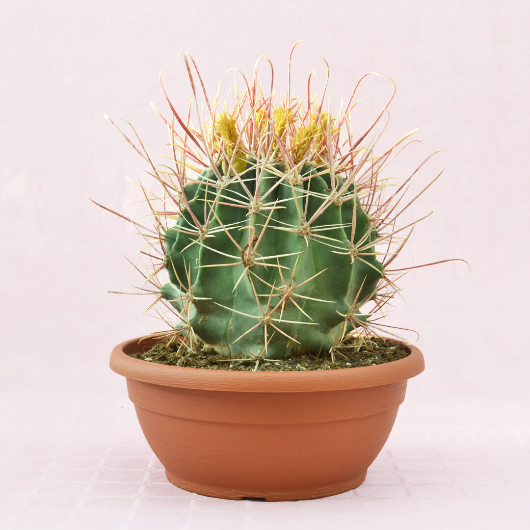 Ferocactus hybrid a vaso 30