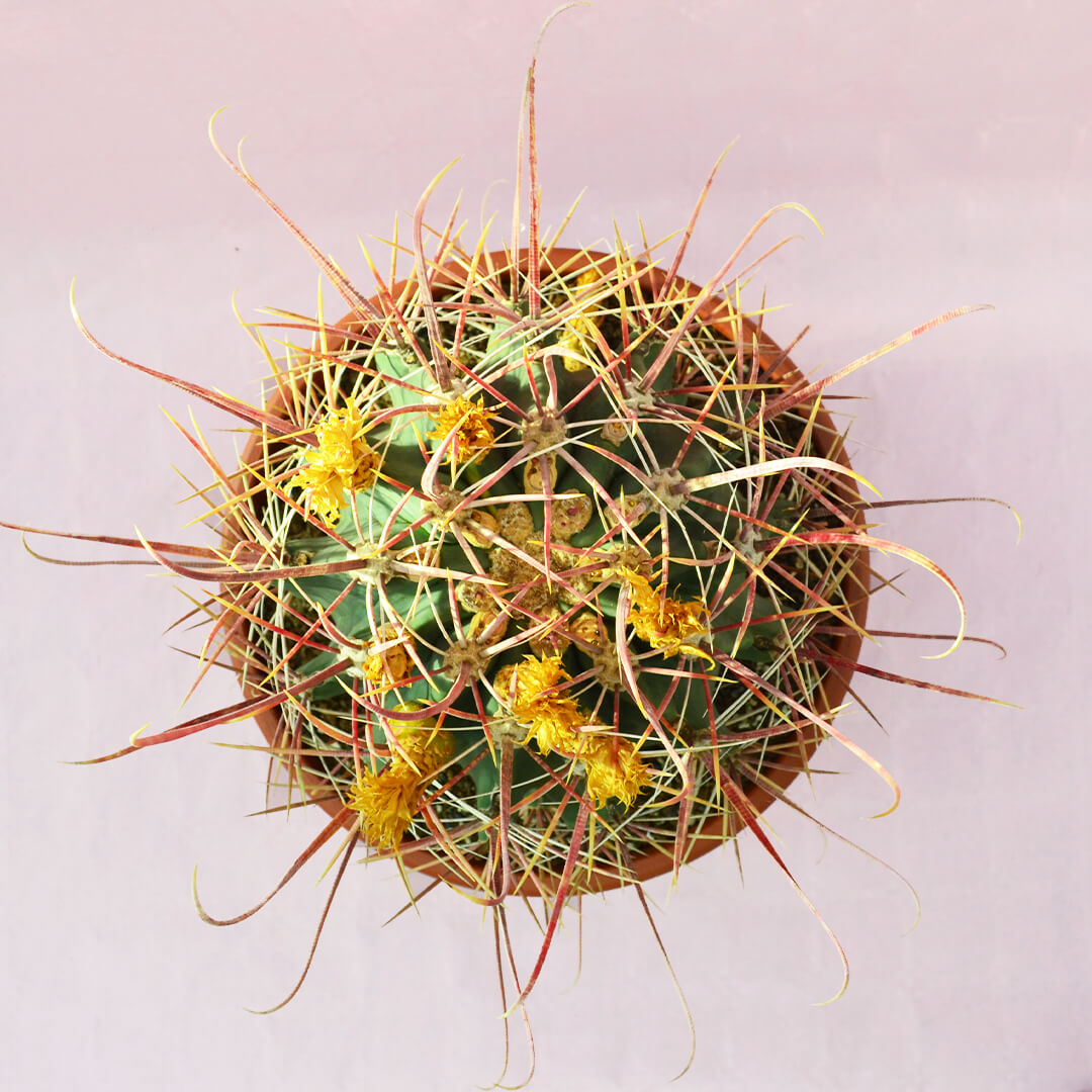 Ferocactus hybrid a vaso 30