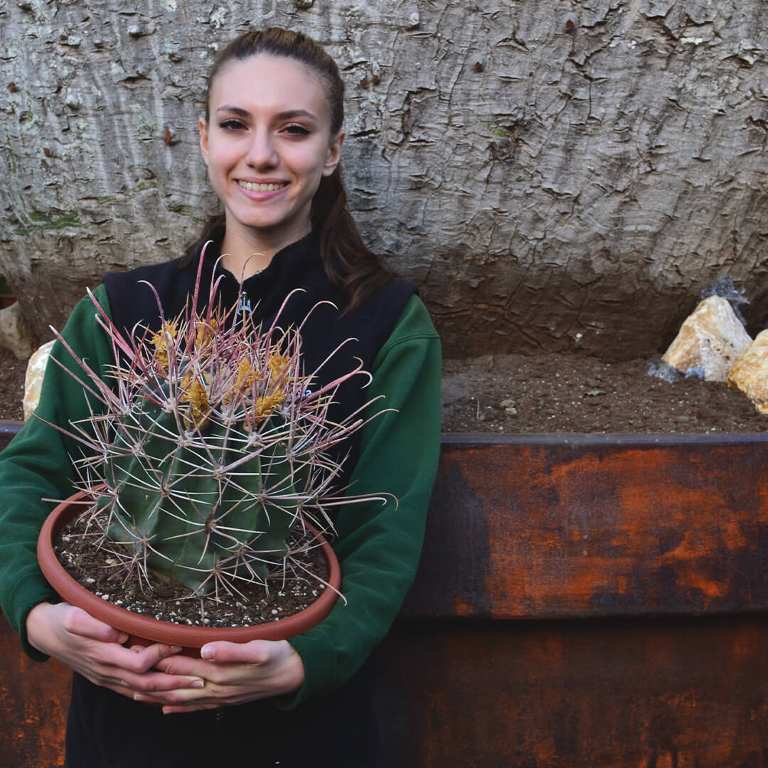 Ferocactus hybrid a vaso 30