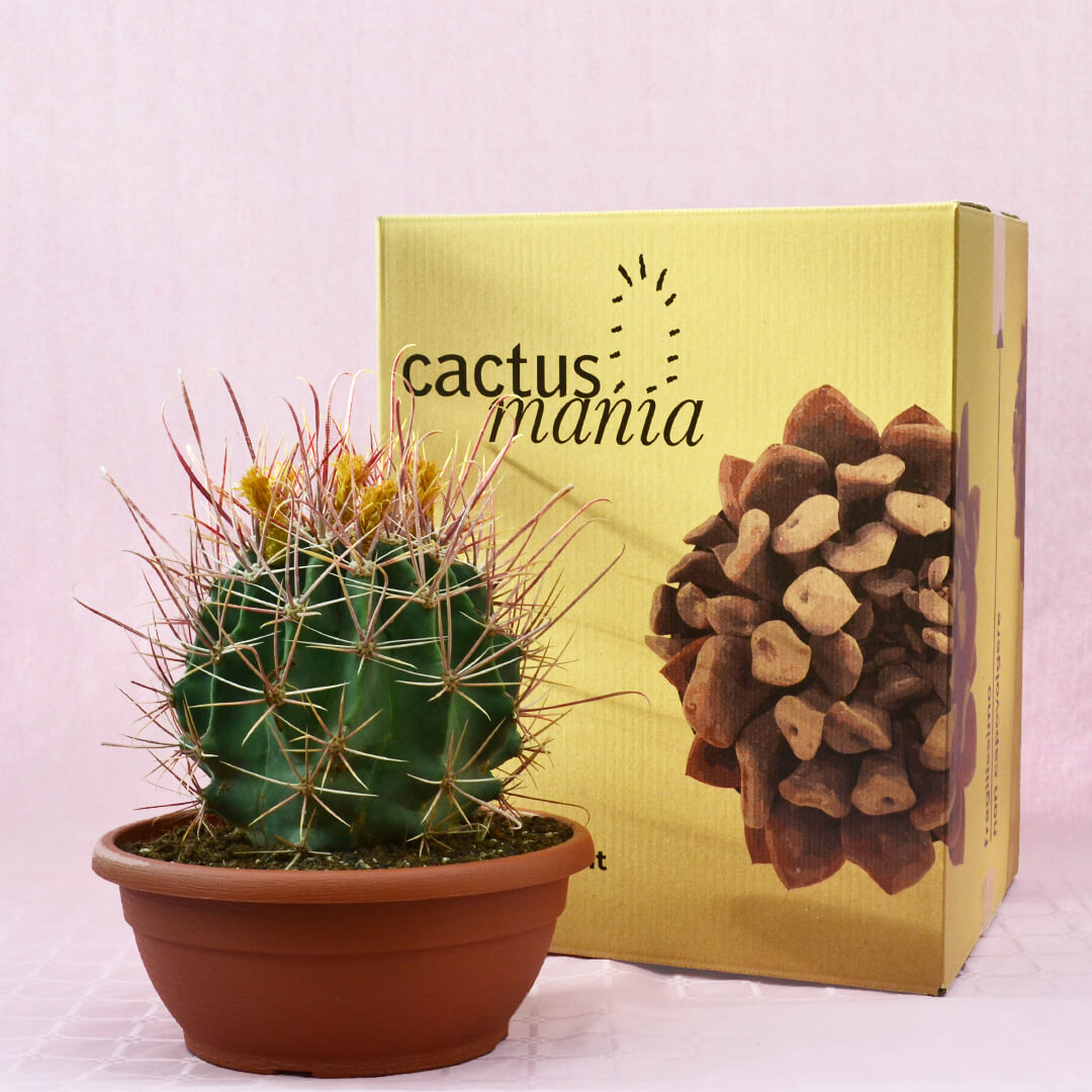Ferocactus hybrid a vaso 30