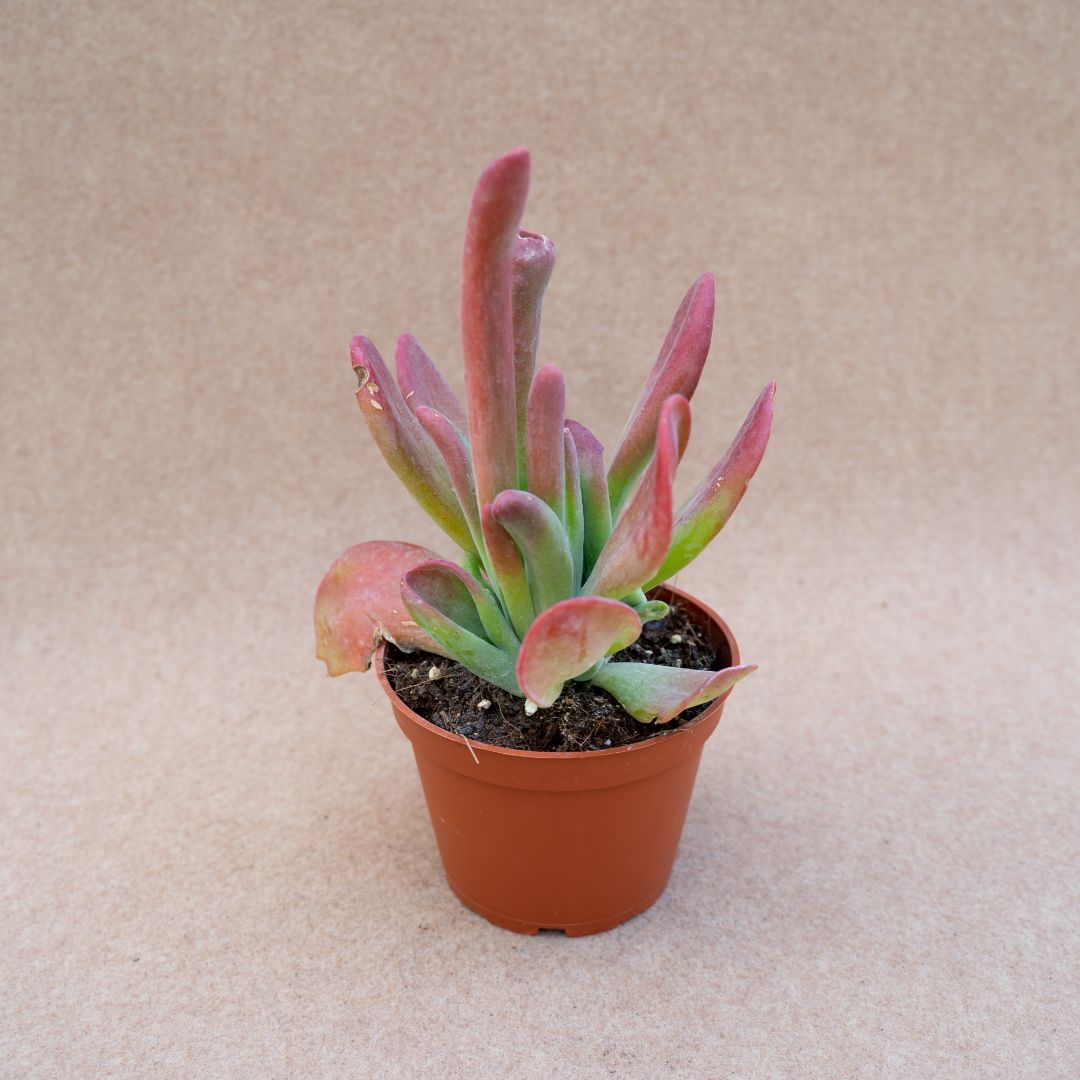 Kalanchoe oricola vaso Ø 13