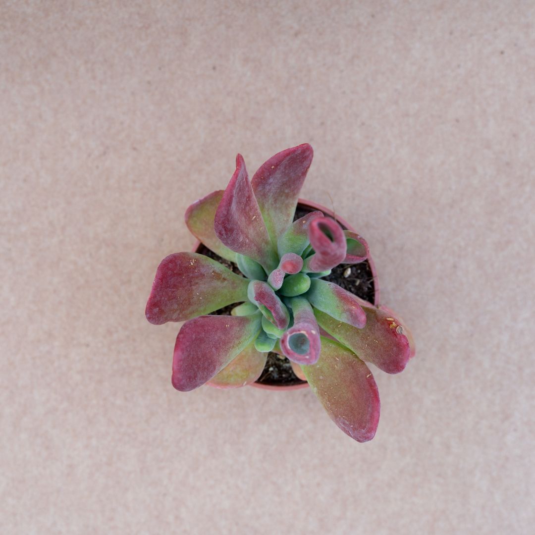 Kalanchoe oricola vaso Ø 13