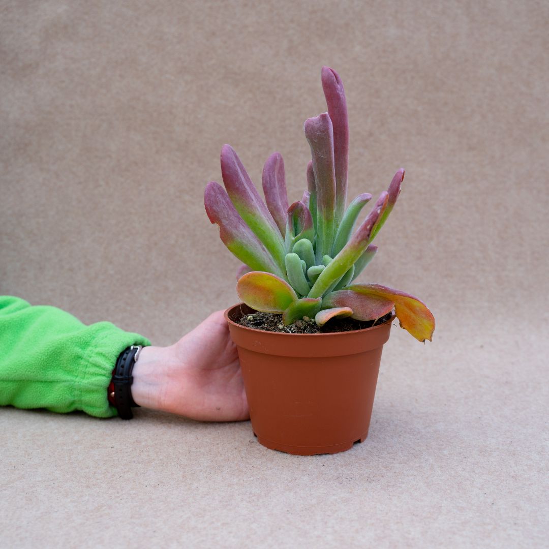 Kalanchoe oricola vaso Ø 13