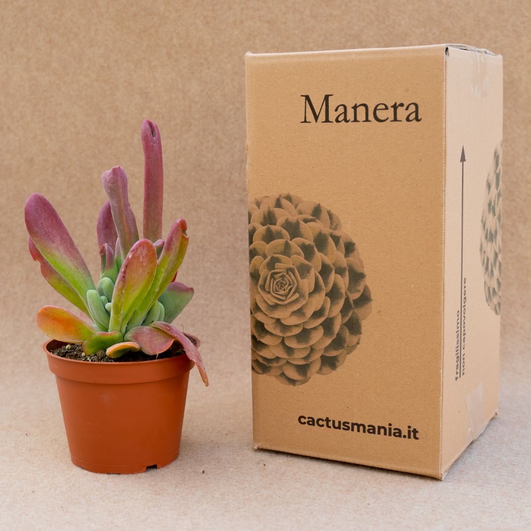 Kalanchoe oricola vaso Ø 13