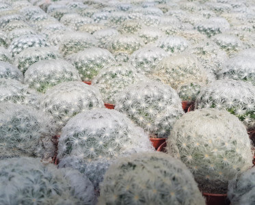Mammillaria plumosa