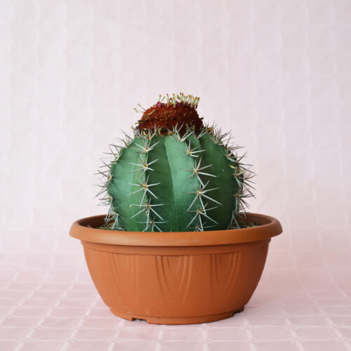 Melocactus matanzanus ciotola 25