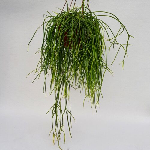 Rhipsalis baccifera shaferi vaso 20xl