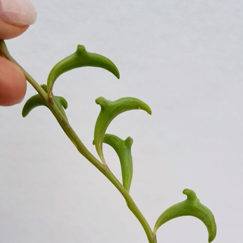 Senecio peregrinus dolphins vaso 14