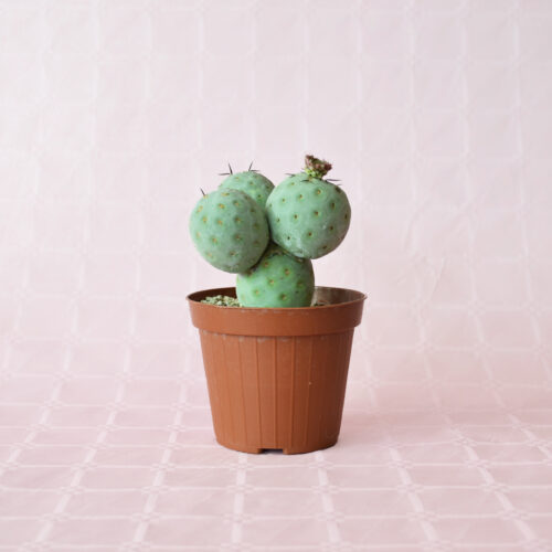 Tephrocactus geometricus 4 palle vaso 12