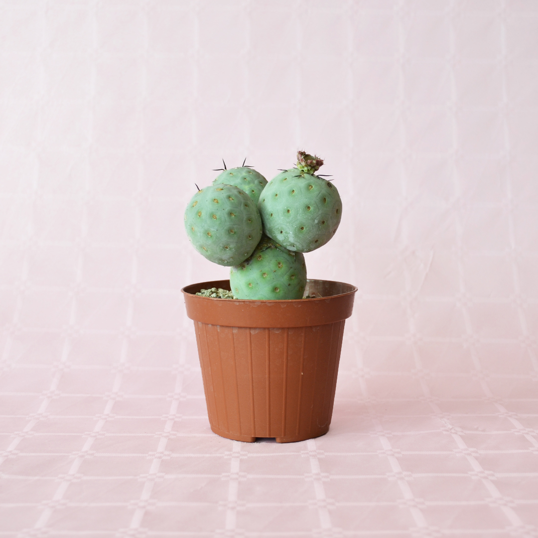 Tephrocactus geometricus 4 palle vaso 12