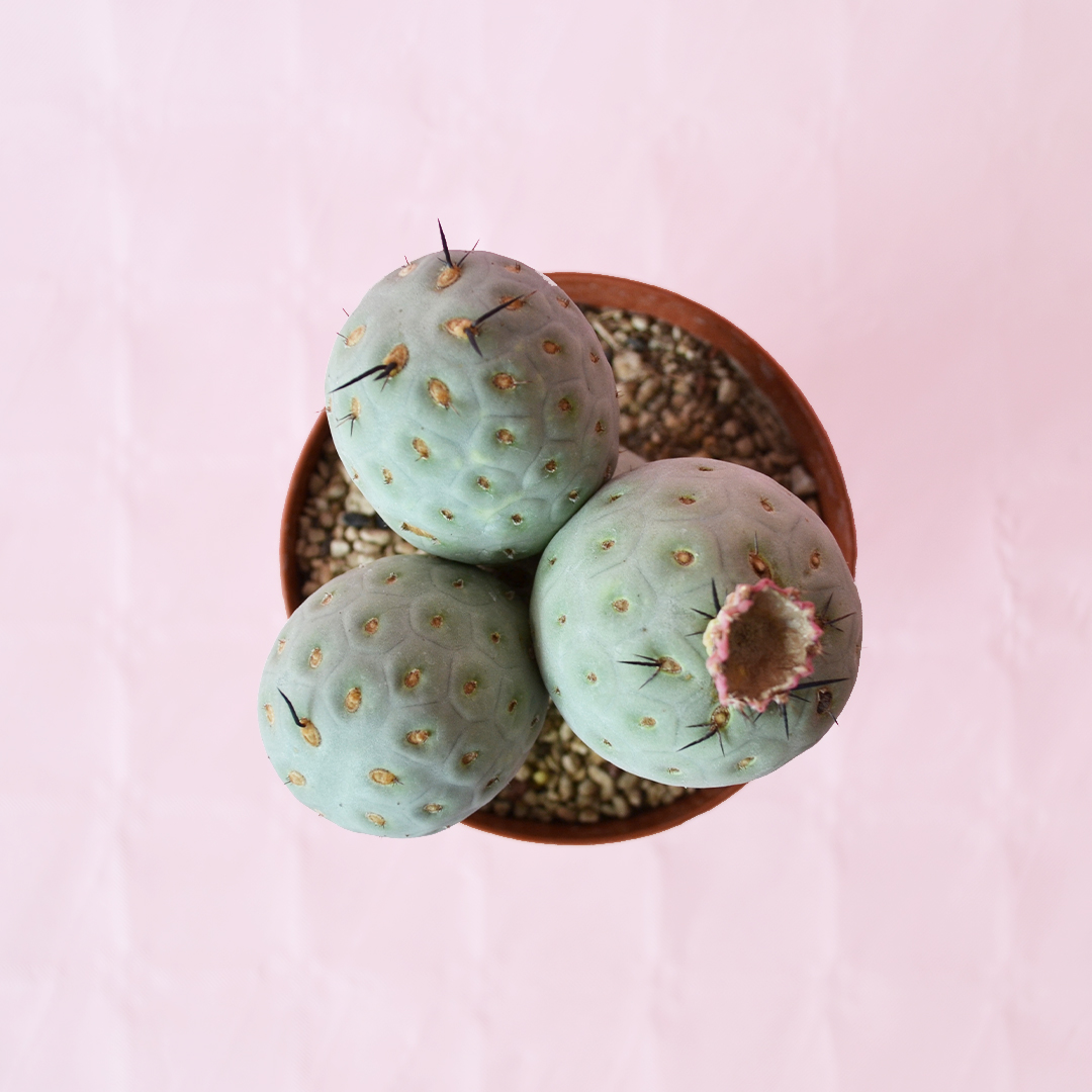 Tephrocactus geometricus 4 palle vaso 12