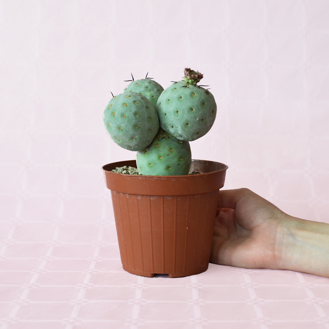 Tephrocactus geometricus 4 palle vaso 12