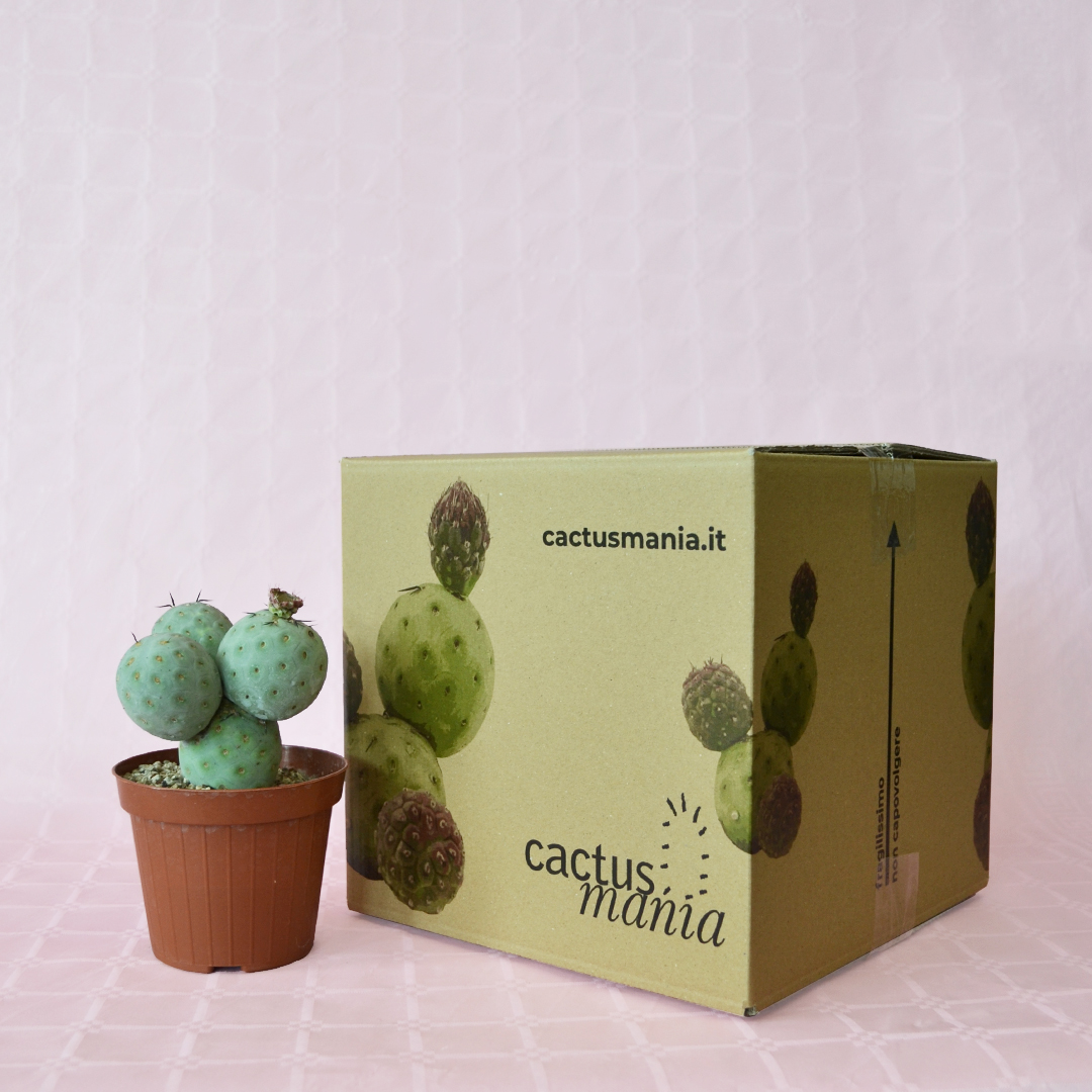 Tephrocactus geometricus 4 palle vaso 12