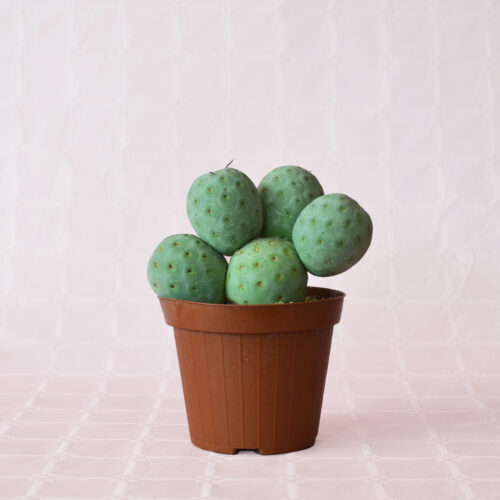 tephrocactus geometricus 5 palle vaso 12