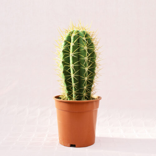 Trichocereus pasacana vaso 17