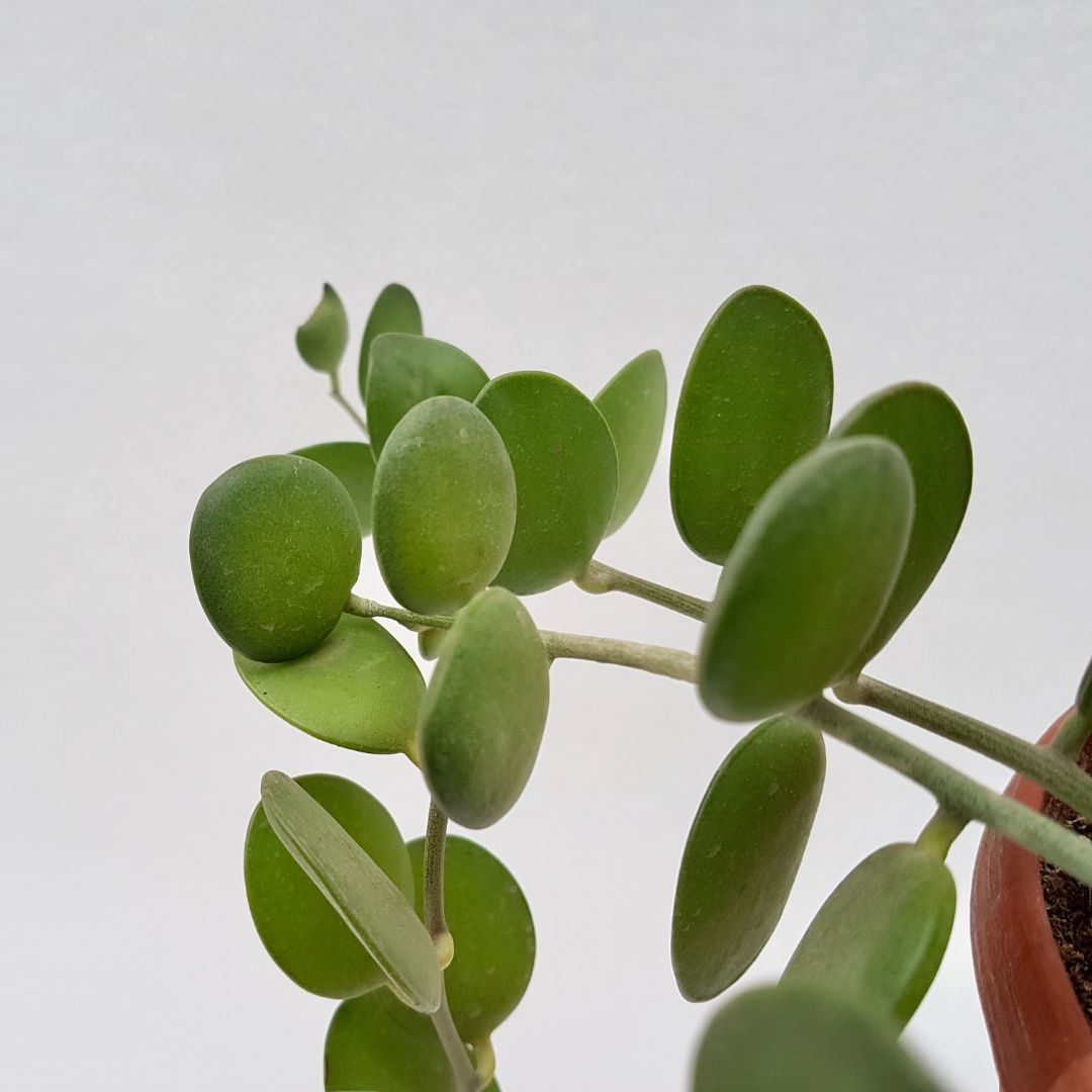 Xerosicyos danguyi vaso 14