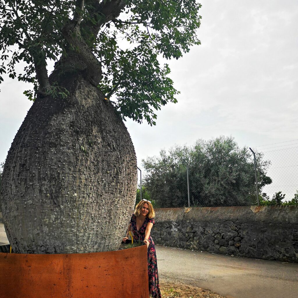 Chorisia