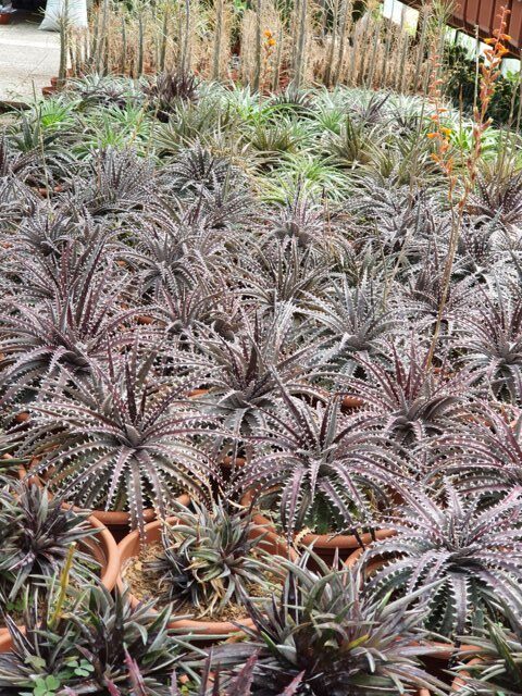 Dyckia